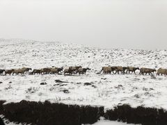 -德禄酸奶(莫家街店)