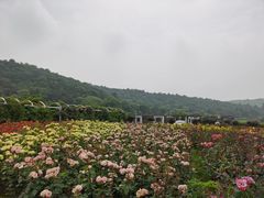 -龙寺生态园