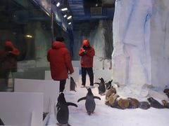 -芜湖新华联大白鲸海洋公园