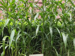 -广州神农草堂中医药博物馆