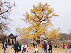 -千年银杏谷文化旅游区