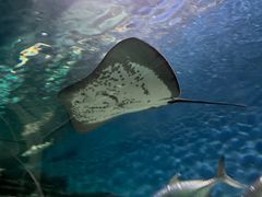 -上海海洋水族馆