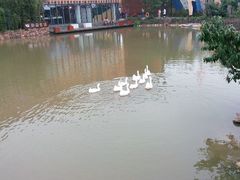 android_upload_pic-田园东方蜜桃村的田野营地