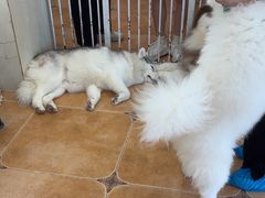 -Let's go狗咖·猫咖·奶狗·桌游(春熙路IFS店)