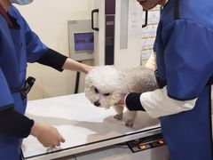 -艾贝尔宠物医院·24H转诊中心·肿瘤猫专科(江宁双龙店)
