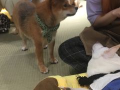 -逗柴咖啡屋·狗咖猫咖宠物桌游