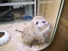 -藦茜花园宠物主题亲子互动体验馆(国顺东路店)