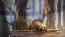 -酷嗒动物文化乐园(cutezoo西溪乐天城店)