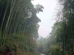 -芦沟竹海