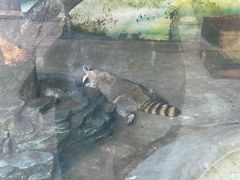 -贵州森林野生动物园