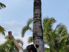 -深圳仙湖植物园-停车场