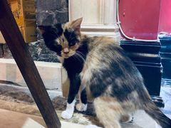 -猫色咖啡·猫咖