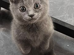 -佳雯宠物医院·皮肤科·内外科(春晓路分院)