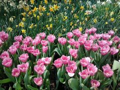 -上海鲜花港