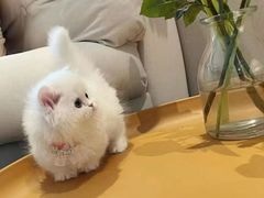 -欣宠猫屋·矮脚拿破仑·蓝金金渐层