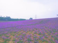 -紫颐香薰山谷景区