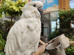 -南宫五洲植物乐园