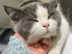-COLOR PETS 撸猫馆·购猫·猫咖(长风大悦城店)