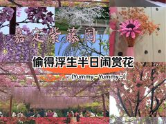 -嘉定紫藤园