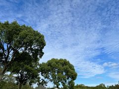 -上海滨江森林公园