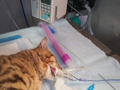 -创凡宠物医院·骨专科  猫科中心(西乡分院)