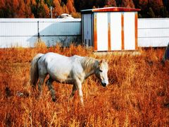 -塞罕坝国家级自然保护区