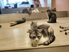 -猫儿山۰猫主题餐厅
