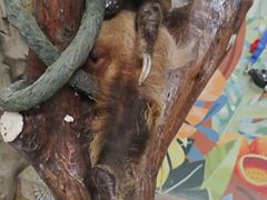 -正佳雨林生态植物园