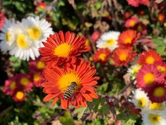 -羊亭河湿地公园