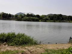 -大湾区中央湿地公园