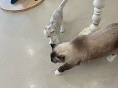 -共舞时光猫咖·狗咖(新街口店)