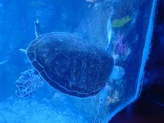 -太平洋海底世界