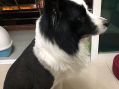 -芭比堂动物医院广州顽皮分院