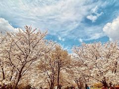 -苏州上方山国家森林公园