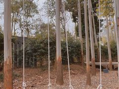 -桉树林A coffee 森林餐厅(三圣乡店)