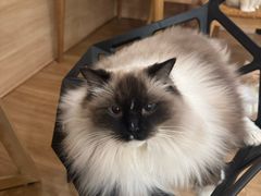 -滚猫咖啡·猫咖·猫友好撸猫(未来城店)