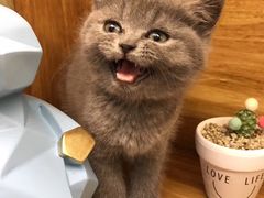 -喵zoo家庭繁育猫舍(尖东智能花园店)