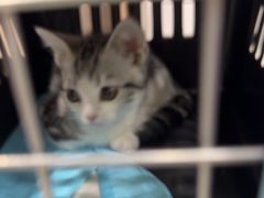 -安安宠医宠物医院·异宠·犬猫内科(岳阳分院)