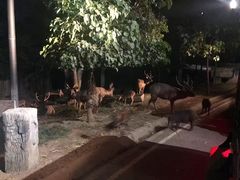 -清迈夜间动物园