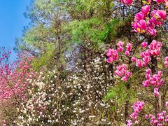 -铁山坪森林公园