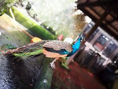 -吉隆坡雀鸟公园