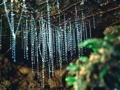 -怀托摩萤火虫洞