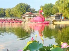 -莲花池公园