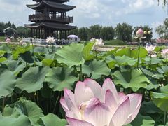-白洋淀景区