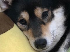 -逗柴咖啡屋·狗咖猫咖宠物桌游