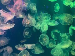 -成都浩海立方海洋公园