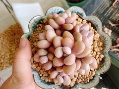 -中环花鸟鱼虫市场