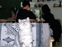 -平行世界·猫咖(首经贸店)