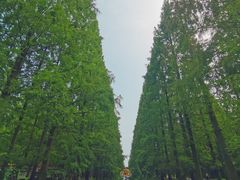 -东平国家森林公园