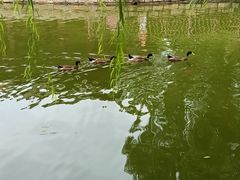 -团结湖公园